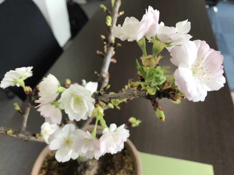 桜❁﻿