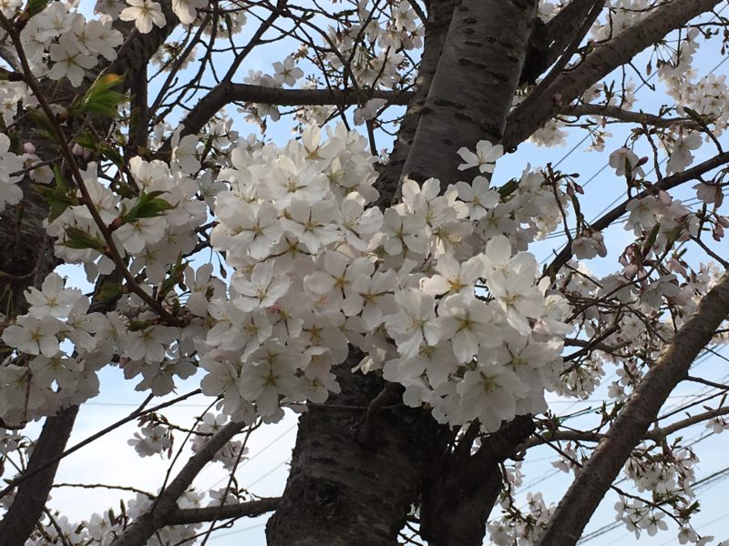 桜満開でした