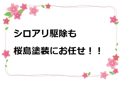 シロアリ駆除やってます！