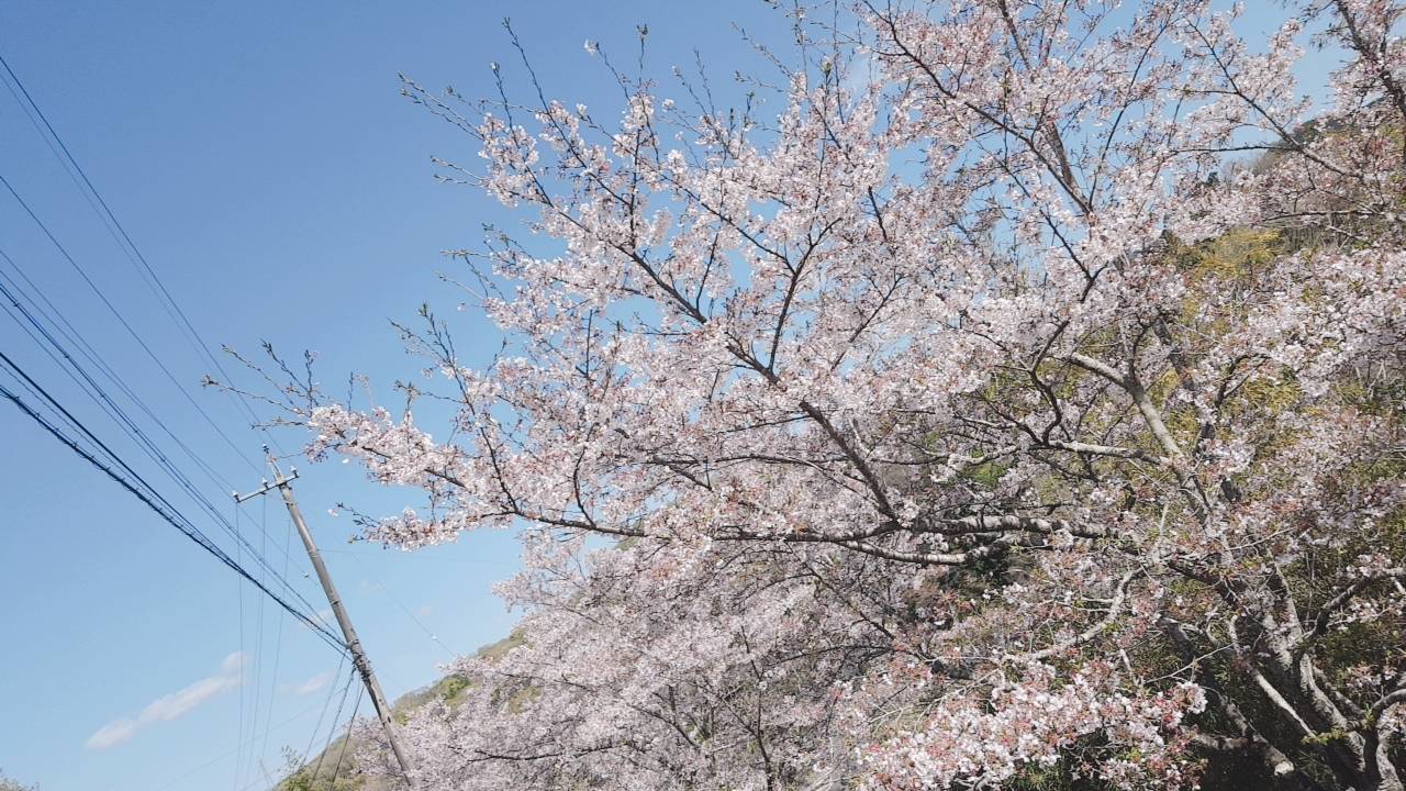 桜島塗装のシンボル！桜♡