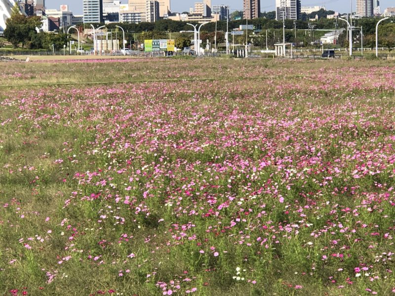 今年もコスモスが咲きました✿