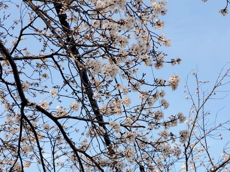 桜に癒されます！