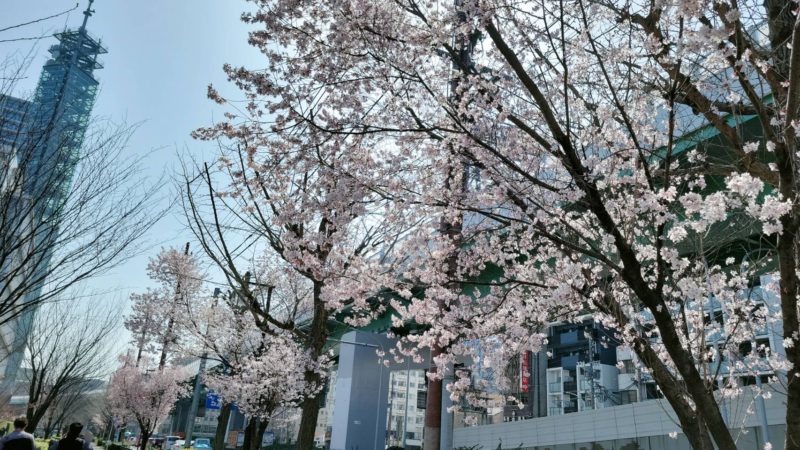 ❀桜が咲きはじめましたね❀