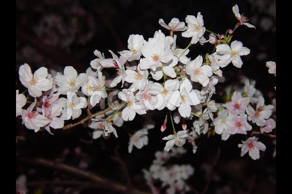 工事現場の中の桜の木❀